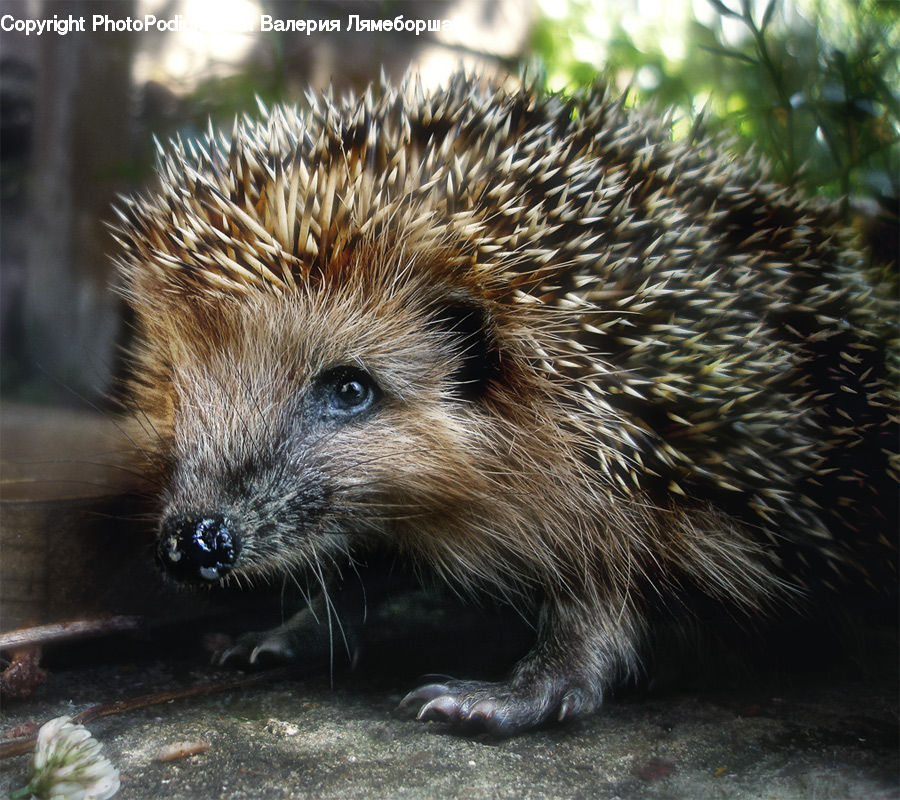 Animal, Hedgehog, Mammal, Porcupine, Rodent, Durian, Fruit
