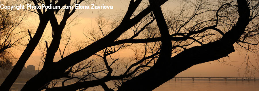 Silhouette, Plant, Tree, Dawn, Dusk, Sky, Sunrise