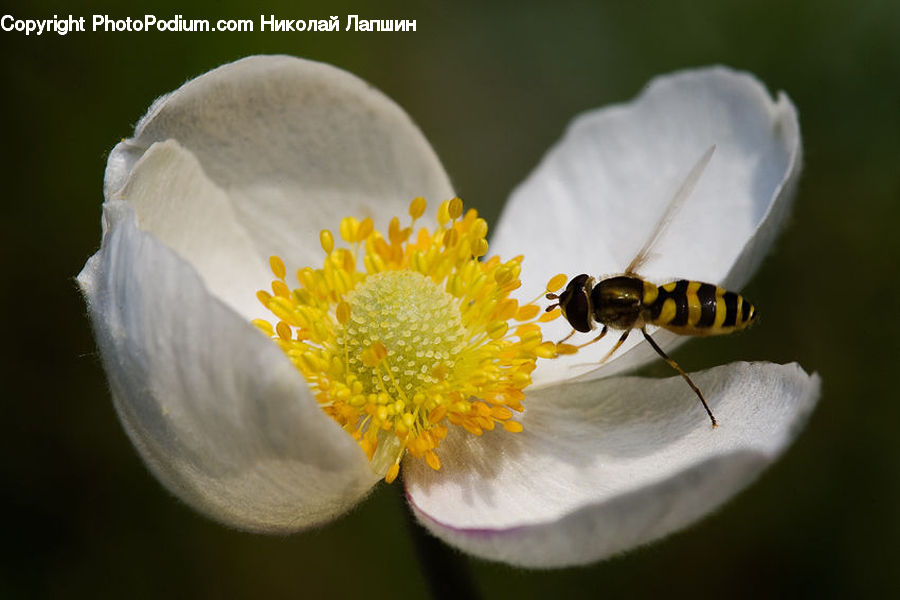 Bee, Insect, Invertebrate, Hornet, Wasp, Bumblebee, Honey Bee