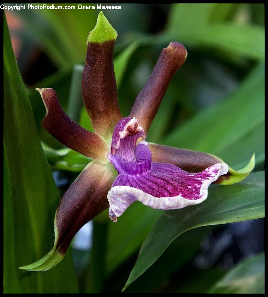 Flora, Flower, Gladiolus, Plant, Blossom, Orchid, Aquilegia