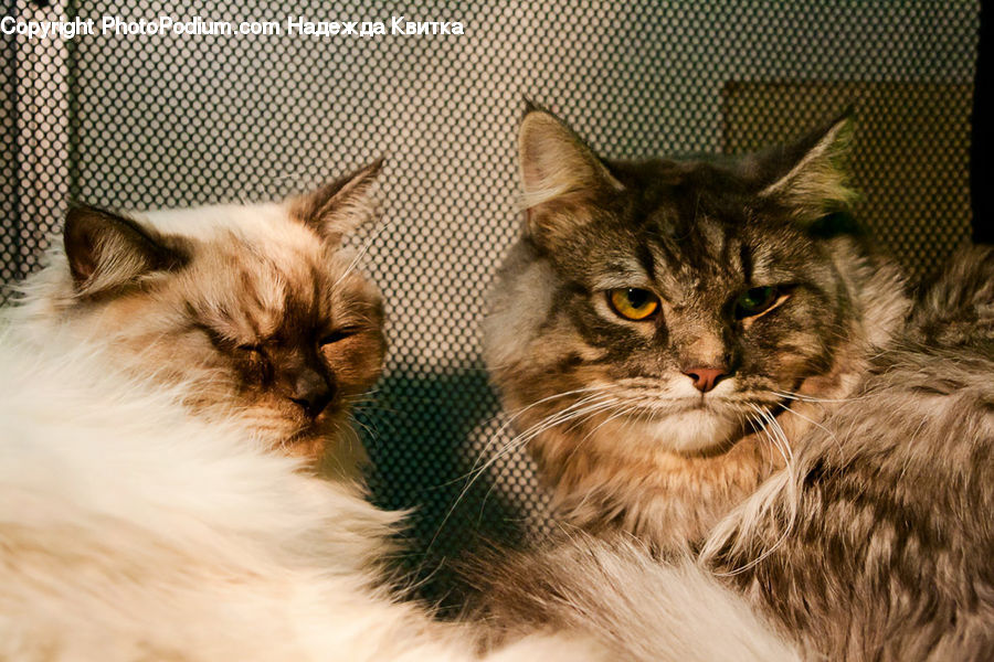 Animal, Cat, Mammal, Manx, Pet, Siamese, Abyssinian