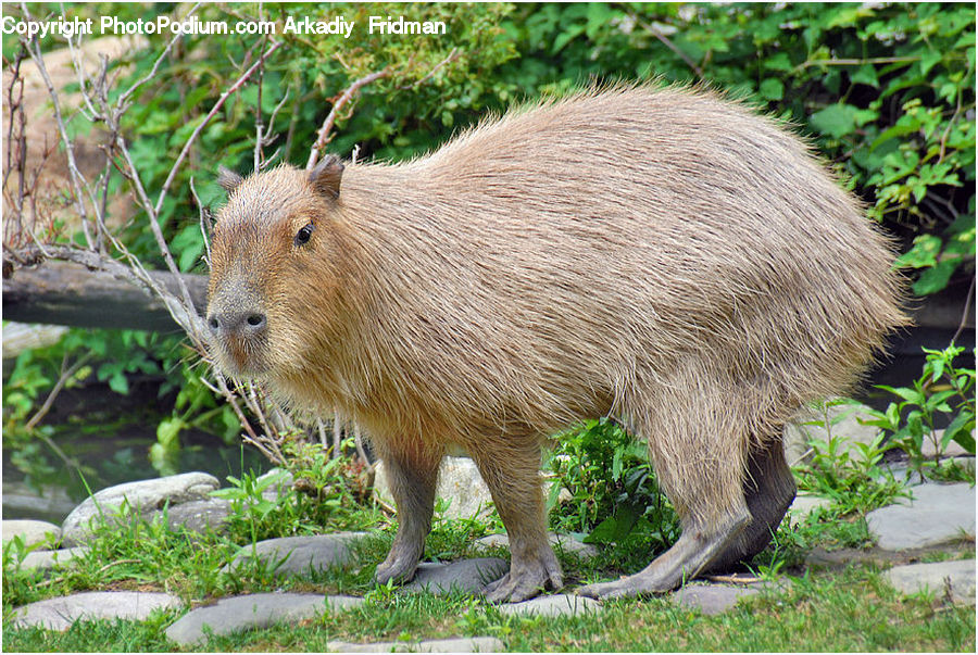 Animal, Boar, Hog, Mammal, Pig, Plant, Potted Plant