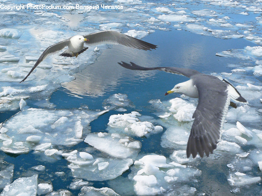 Bird, Booby, Seagull, Arctic, Snow, Winter, Albatross