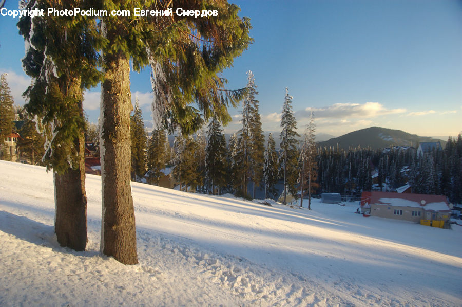 Conifer, Fir, Plant, Tree, Landscape, Nature, Scenery