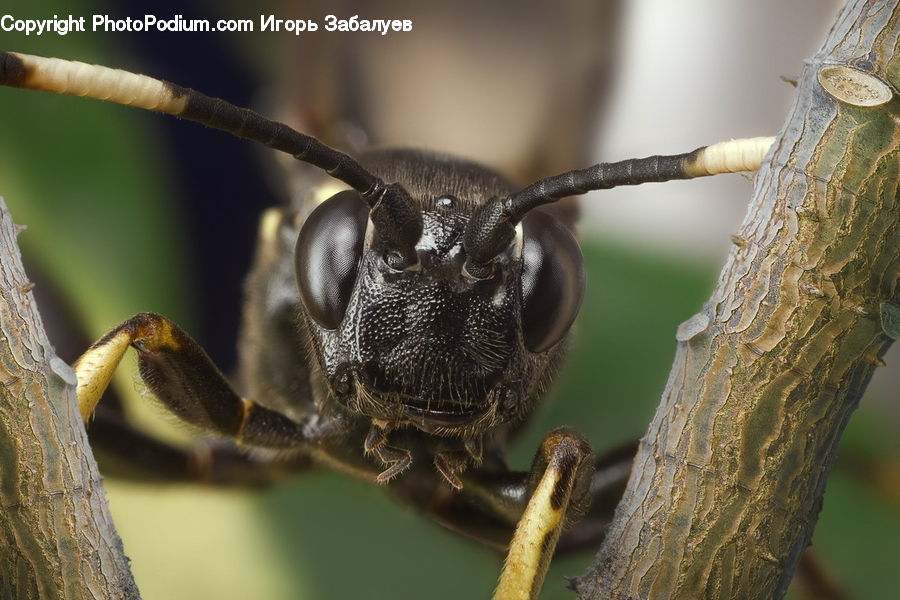 Cricket Insect, Grasshopper, Insect, Invertebrate, Bee, Apidae, Bumblebee