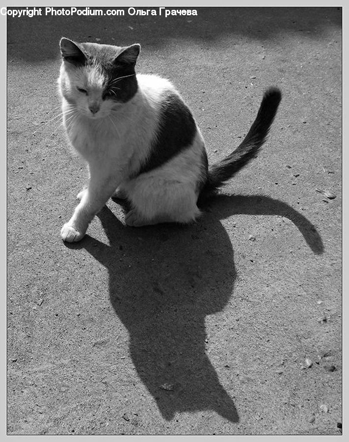 Animal, Adorable