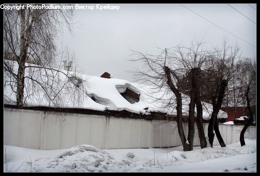 Ice, Outdoors, Snow, Plant, Tree
