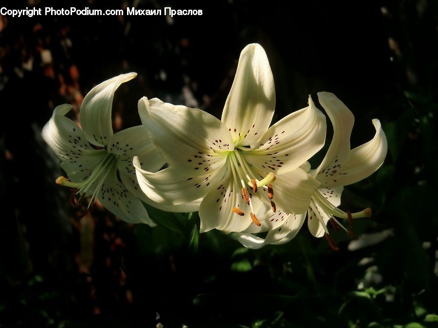 Flora, Flower, Lily, Plant, Blossom, Geranium, Petal