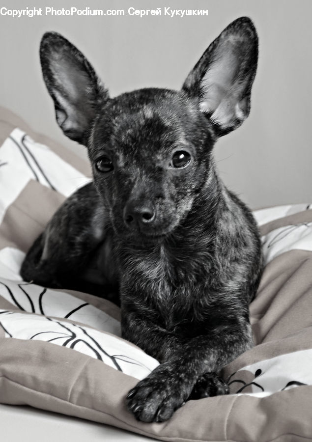 Animal, Canine, Chihuahua, Dog, Mammal, Pet, Adorable
