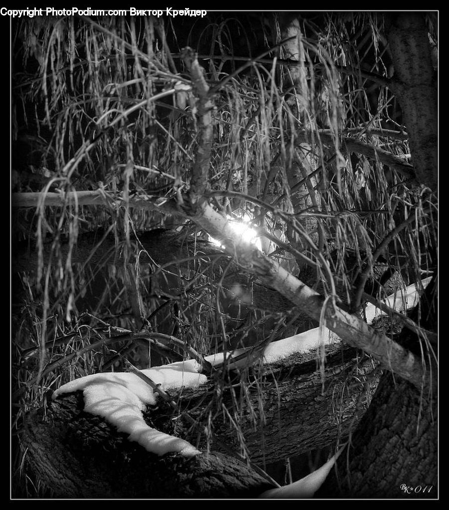 Birch, Tree, Wood, Outdoors, Plant, Forest, Jungle