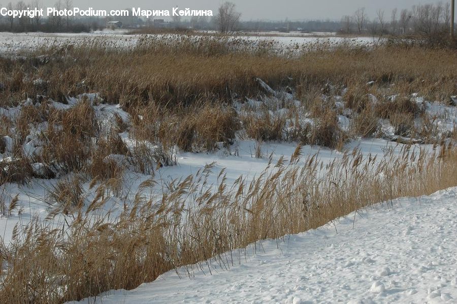 Field, Grass, Grassland, Plant, Reed, Land, Outdoors