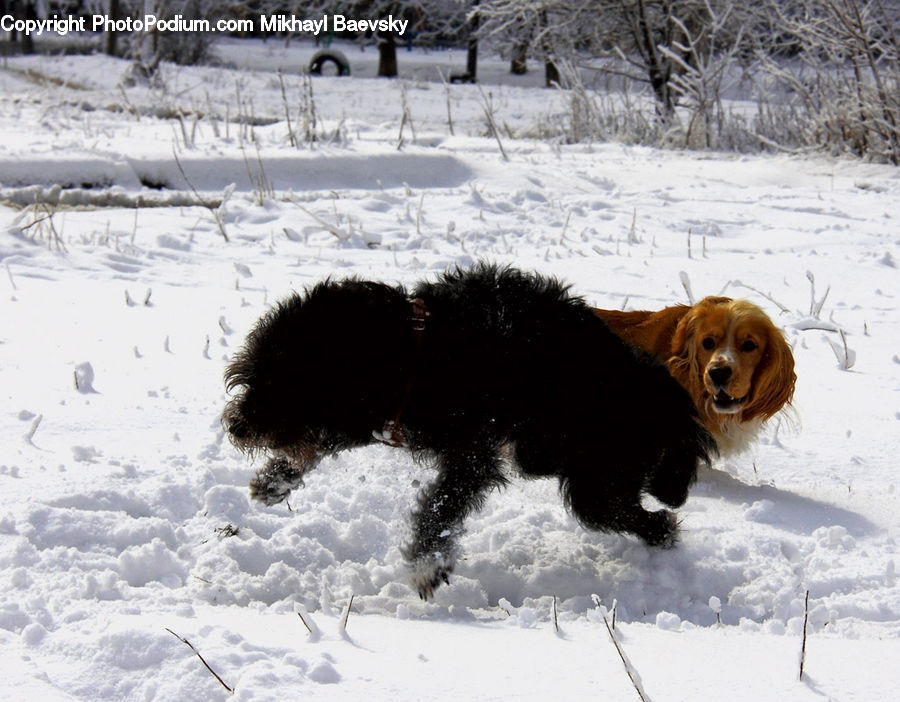 Animal, Canine, Cocker Spaniel, Dog, Mammal, Pet, Spaniel