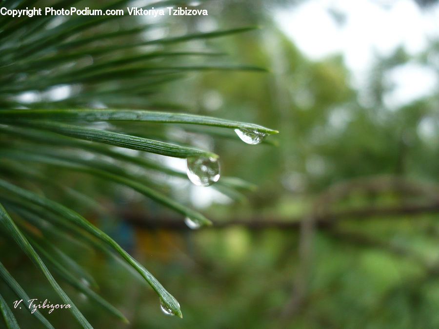 Conifer, Fir, Plant, Tree, Dill, Droplet