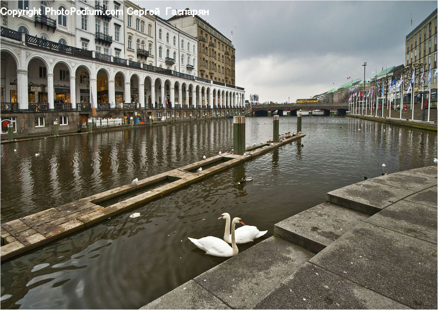 Bird, Swan, Waterfowl, Canal, Outdoors, River, Water