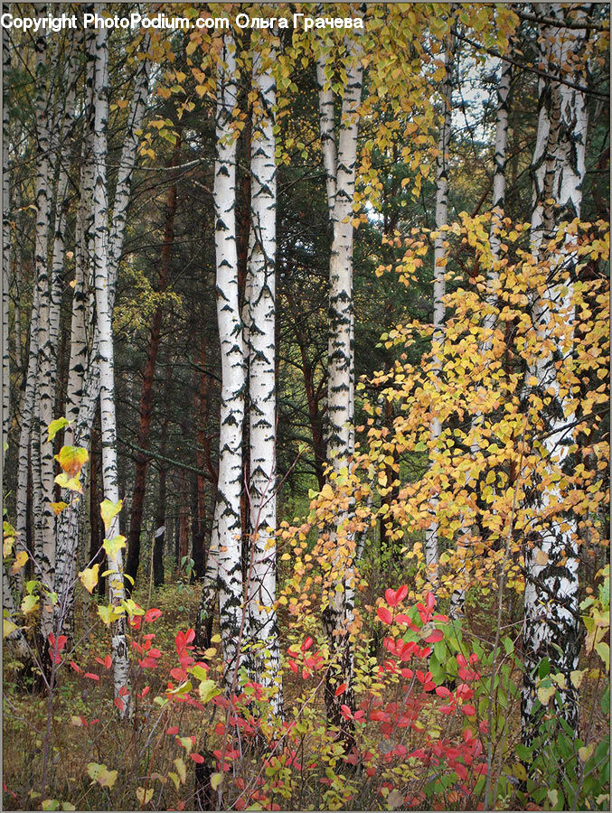 Birch, Tree, Wood, Blossom, Flora, Flower, Plant