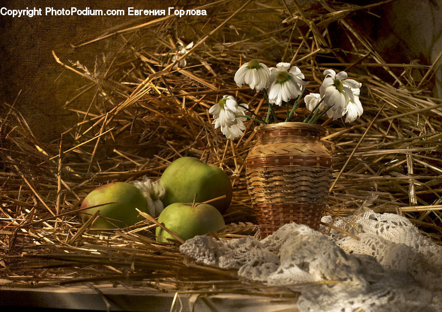 Bird Nest, Nest, Basket, Amaryllidaceae, Blossom, Flower, Plant