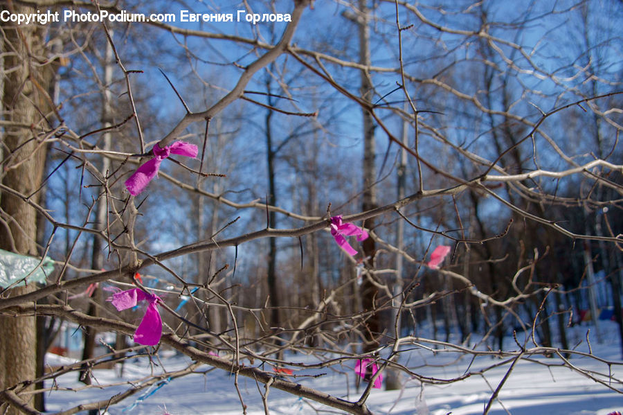 Beak, Bird, Blossom, Flora, Flower, Plant, Construction