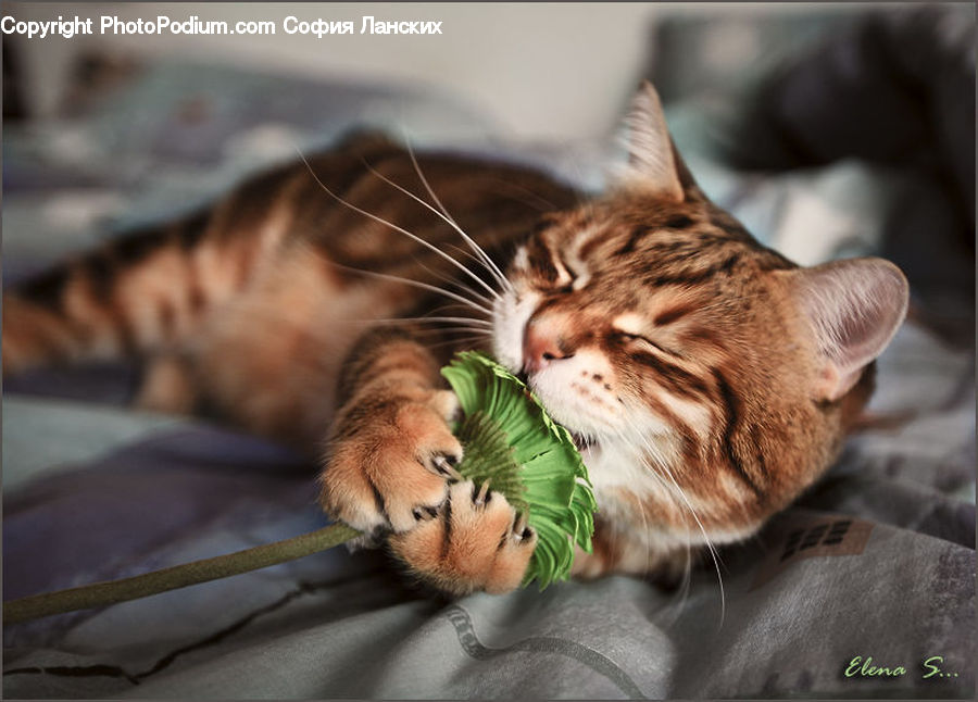 Asleep, Animal, Cat, Mammal, Pet, Abyssinian