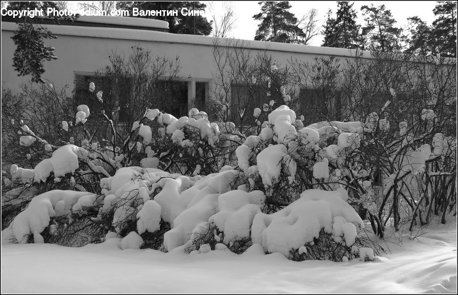 Ice, Outdoors, Snow, Plant, Tree, Snowman, Winter