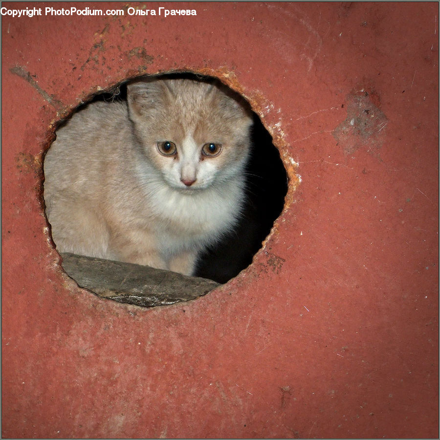 Animal, Cat, Kitten, Mammal, Pet, Manx, Siamese
