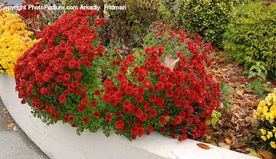Bush, Plant, Vegetation, Blossom, Flora, Flower, Herbal