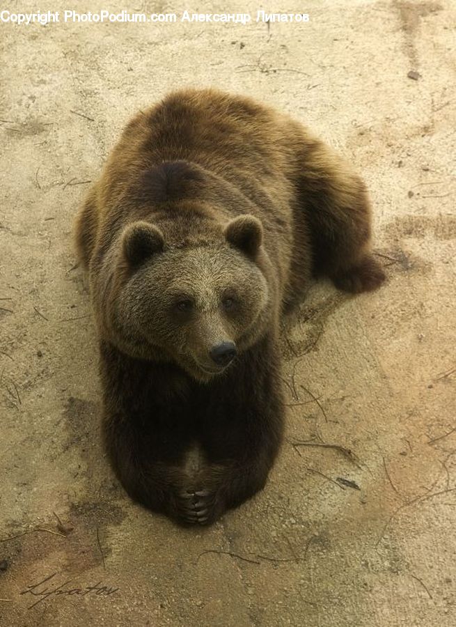 Hole, Animal, Bear, Mammal
