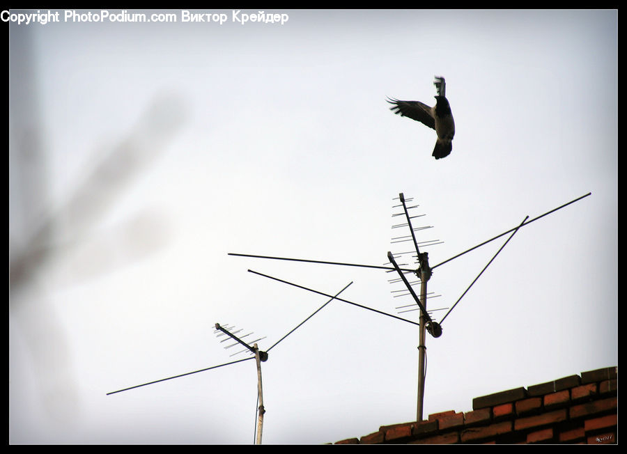 Silhouette, Flying