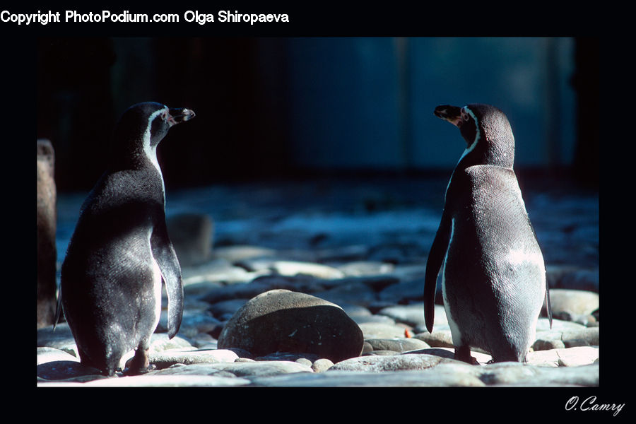 Bird, Penguin, King Penguin, Quail, Booby