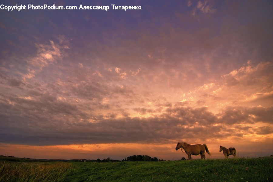 Field, Grass, Grassland, Land, Outdoors, Landscape, Nature