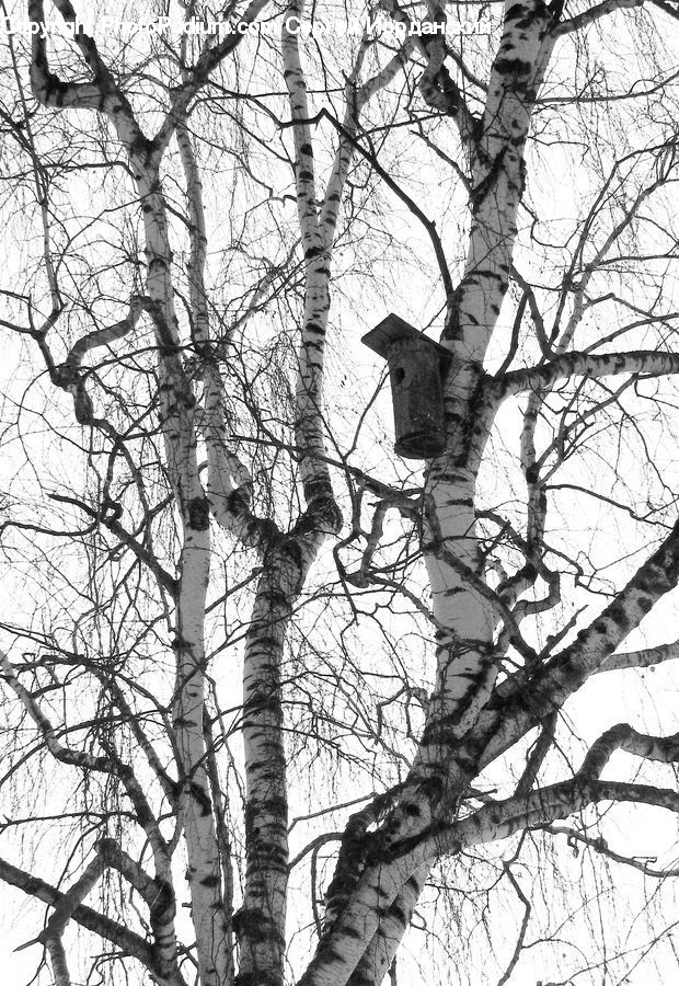 Birch, Tree, Wood, Plant, Oak, Sycamore, Tree Trunk
