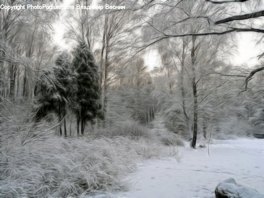 Ice, Outdoors, Snow, Frost, Forest, Vegetation, Plant