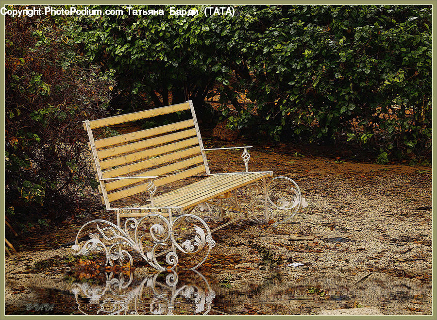 Park Bench, Soil, Ivy, Plant, Vine, Ground, Forest