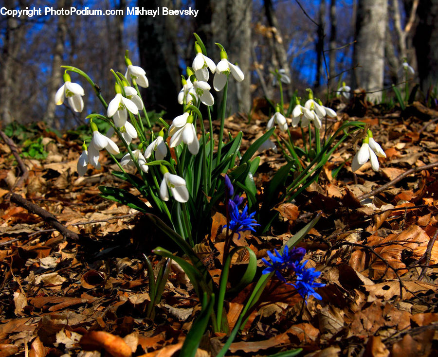 Blossom, Crocus, Flora, Flower, Plant, Fiber, Flax