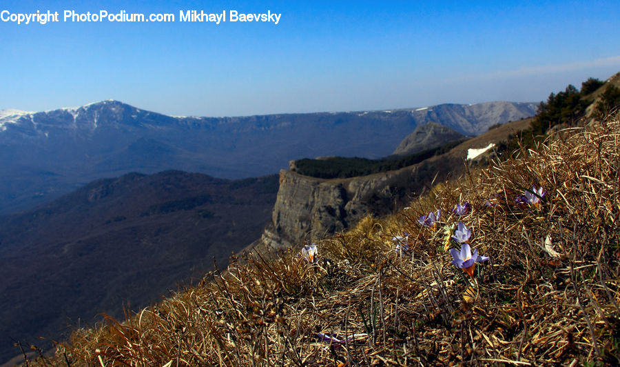 Blossom, Crocus, Flora, Flower, Plant, Crest, Mountain