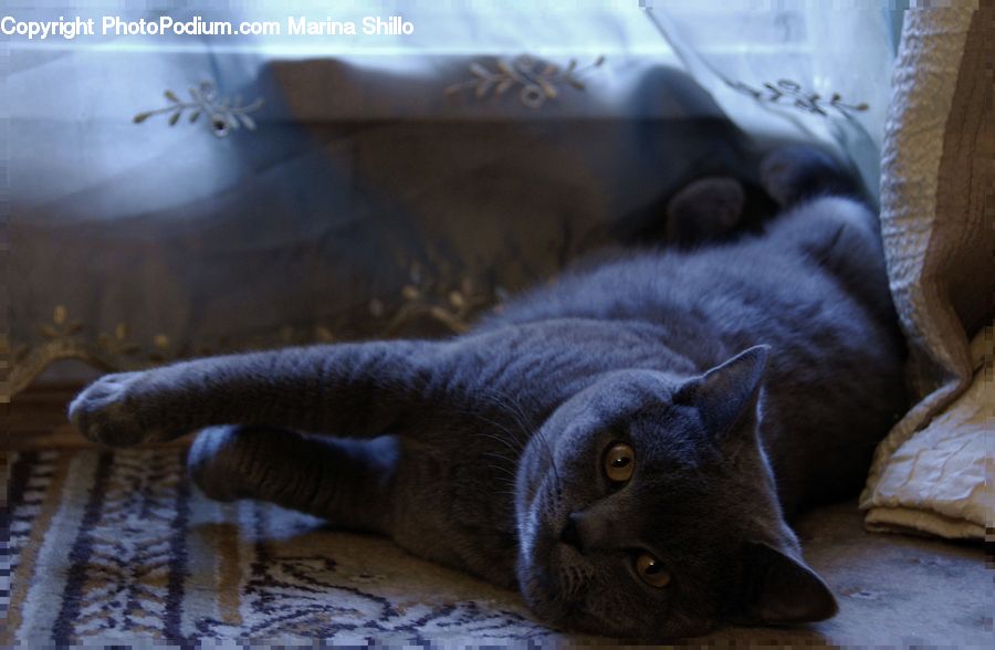 Animal, Black Cat, Cat, Mammal, Pet, Blanket, Home Decor
