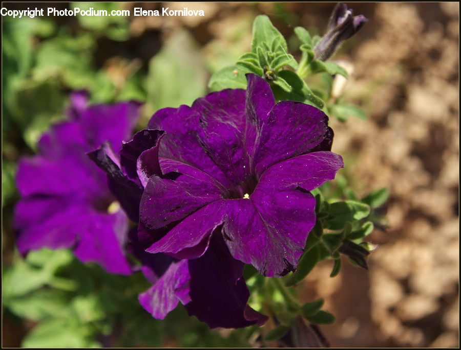 Blossom, Flora, Flower, Geranium, Plant, Violet
