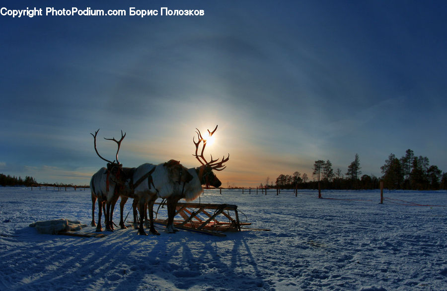 Animal, Deer, Elk, Mammal, Wildlife, Angus, Bull
