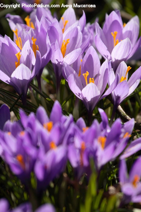 Blossom, Crocus, Flora, Flower, Plant, Pollen, Violet