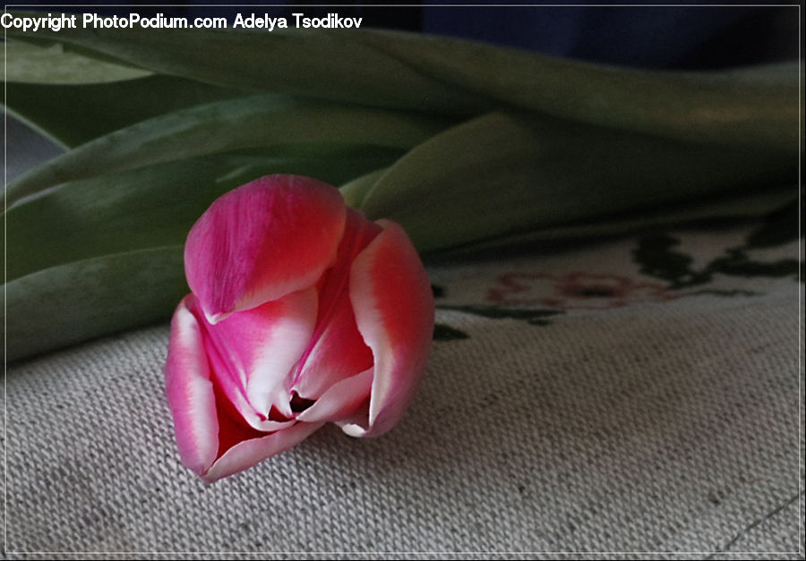 Blossom, Flower, Plant, Rose, Flora, Flower Arrangement, Flower Bouquet