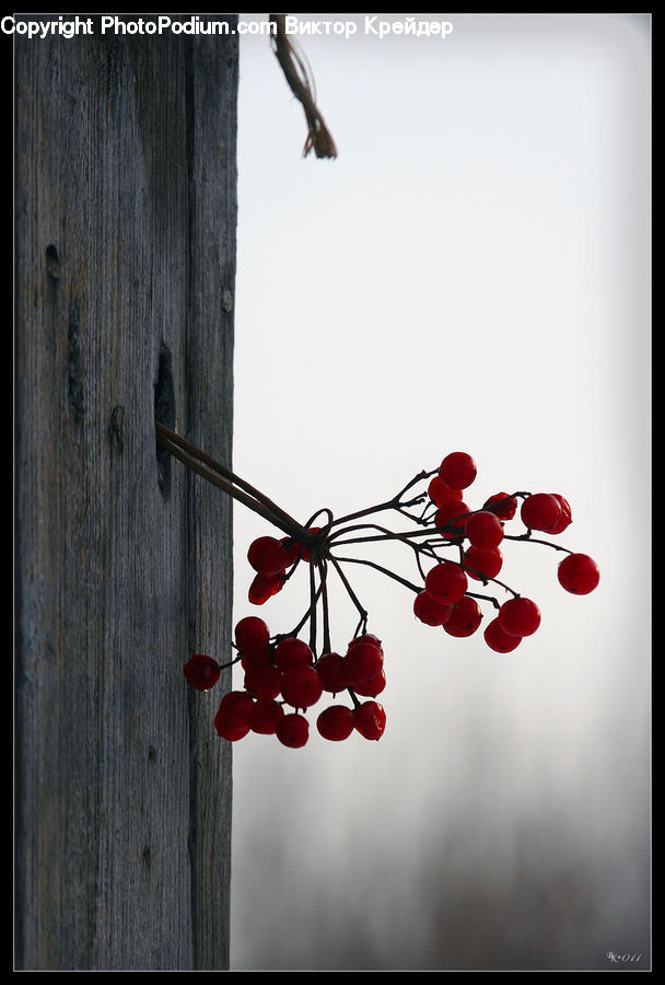 Blossom, Flora, Flower, Geranium, Plant, Cherry, Fruit