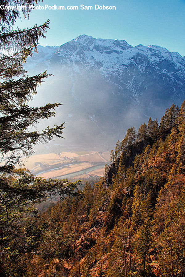 Conifer, Fir, Plant, Tree, Larch, Wood, Alps