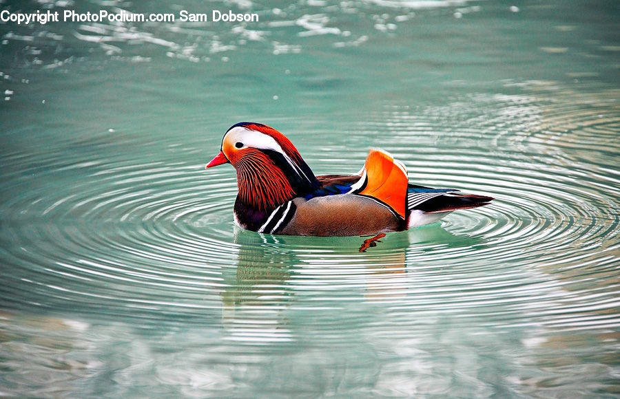 Bird, Duck, Teal, Waterfowl