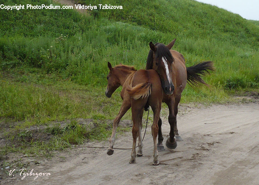Animal, Colt Horse, Foal, Horse, Mammal
