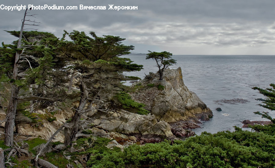 Cliff, Outdoors, Plant, Potted Plant, Coast, Sea, Water