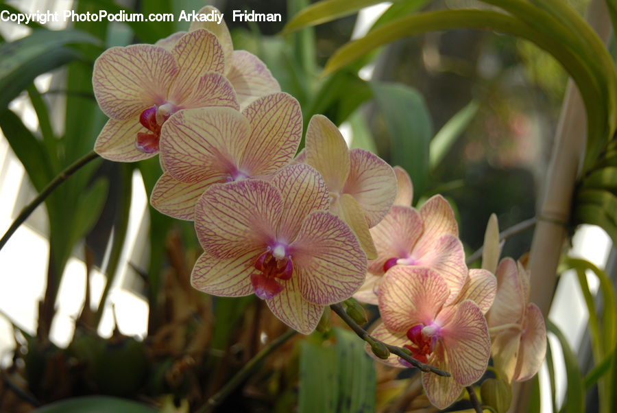 Flora, Flower, Gladiolus, Plant, Blossom, Orchid, Geranium