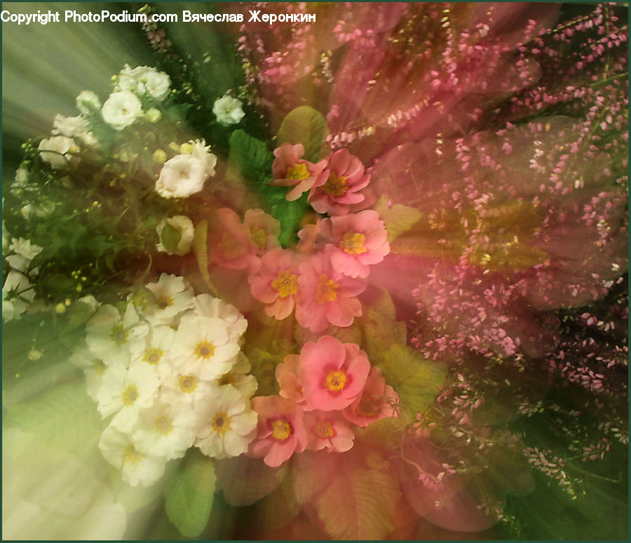 Blossom, Flora, Flower, Plant, Cherry Blossom, Flower Arrangement, Flower Bouquet