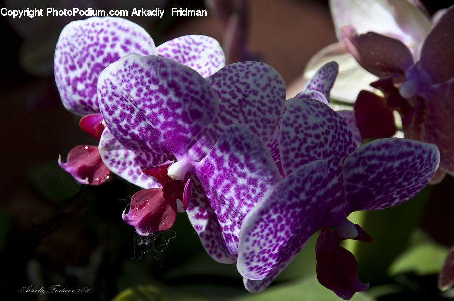 Blossom, Flora, Flower, Orchid, Plant, Petal, Foxglove