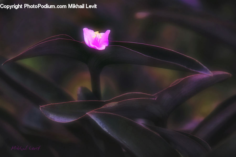 Blossom, Crocus, Flora, Flower, Plant, Nebula, Outer Space