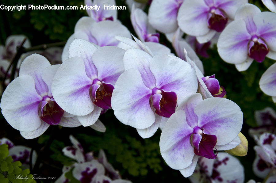 Blossom, Crocus, Flora, Flower, Plant, Geranium, Orchid