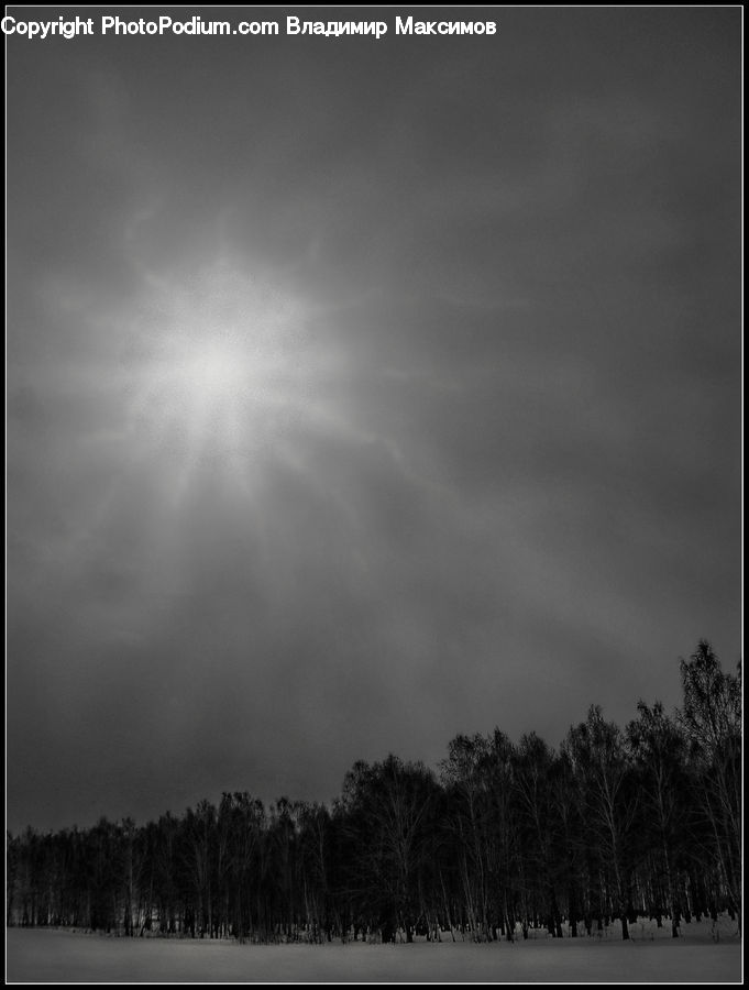 Flare, Light, Sunlight, Plant, Tree, Fir, Forest
